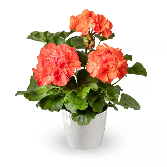 Mantra™ Coral