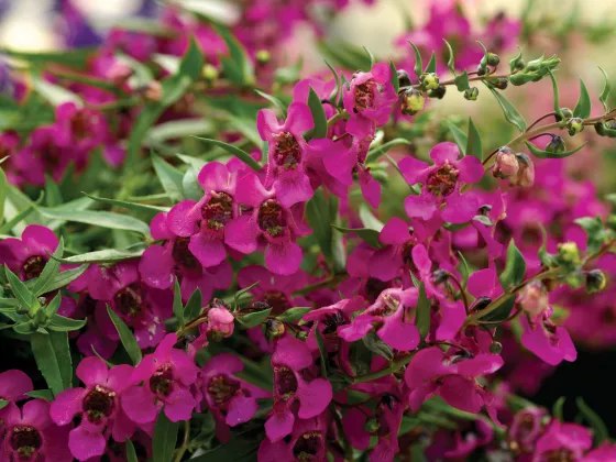 Carita™ Cascade Raspberry