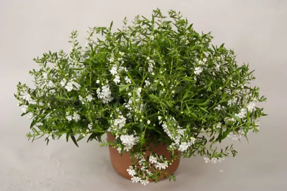 Carita™ Cascade White