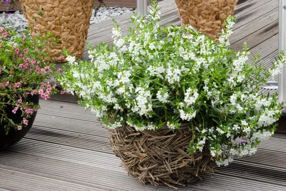 Carita™ Cascade White