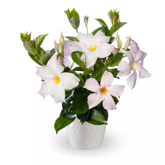 Madinia® Petite White Blush