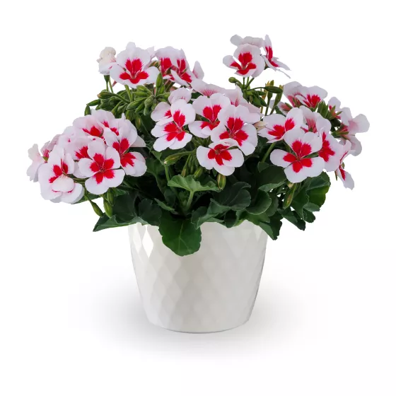 Pretty Little™ White Splash