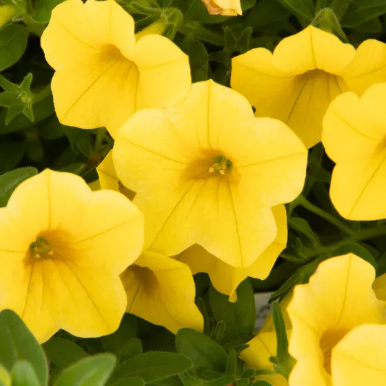 Callie® Yellow Imp.