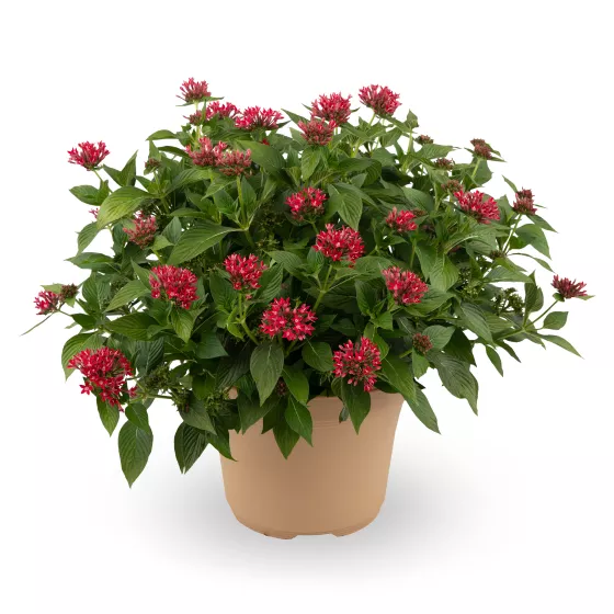 Starcluster™ Cherry