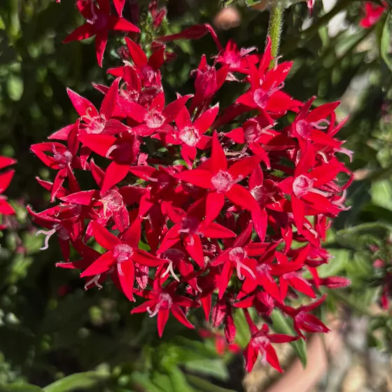 Starcluster™ Cascade Red Imp.