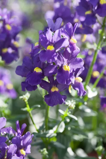 【英国ビンテージ】エリザベサン★ブルーフラワー★トリオ Seventh Heaven™ Deep Blue | Syngenta Flowers
