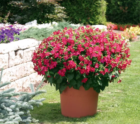 Saratoga™ Rose