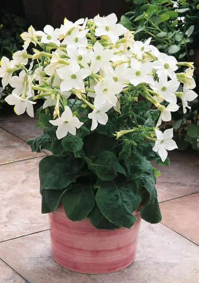 Saratoga™ White
