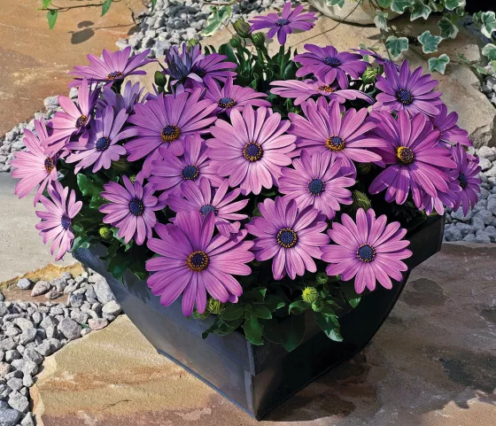 Asti™ Lavender Shades