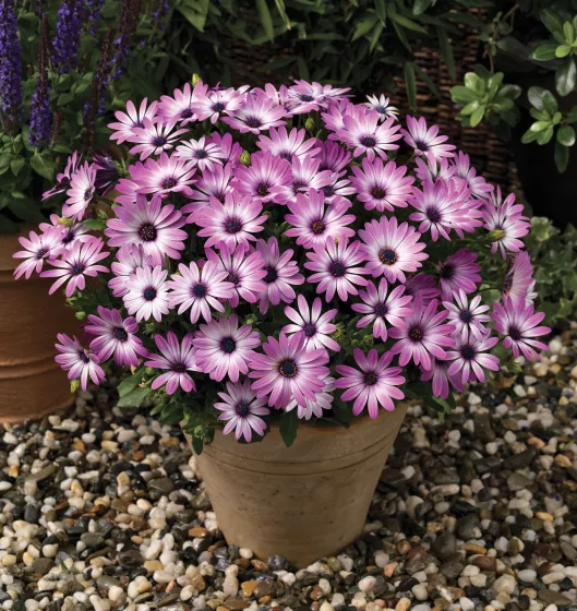 Asti™ Purple Bicolor