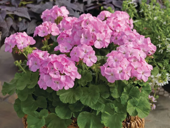 Multibloom™ Lavender
