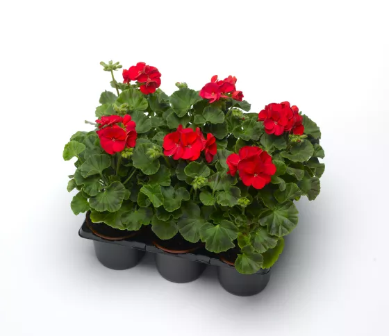 Multibloom™ Red