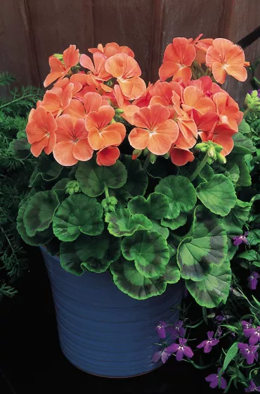 Multibloom™ Salmon