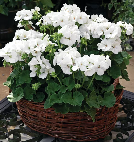 Multibloom™ White