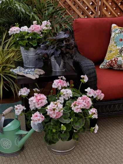 Pinto™ Premium White to Rose