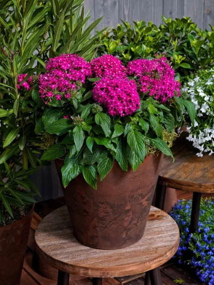 HoneyCluster™ Deep Rose
