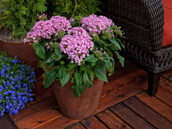 HoneyCluster™ Pink
