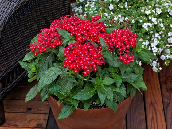 HoneyCluster™ Red