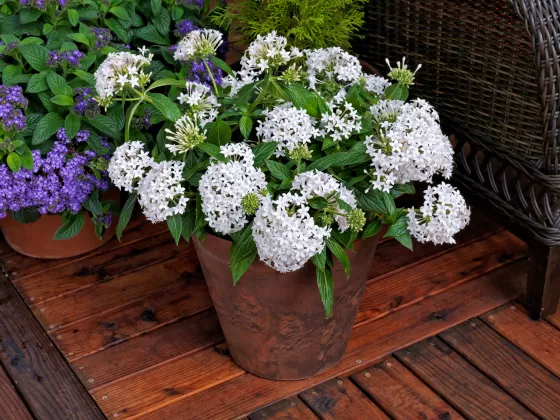 HoneyCluster™ White