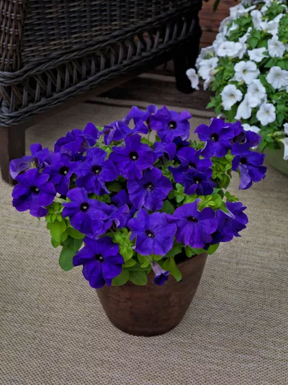TriTunia™ Blue