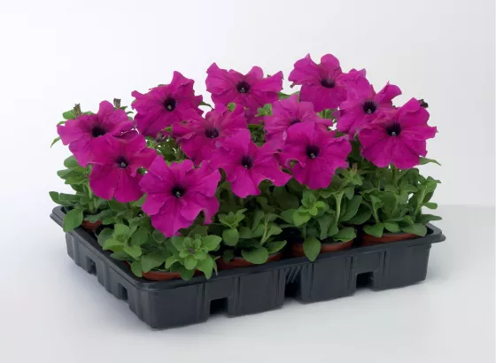 TriTunia™ Purple