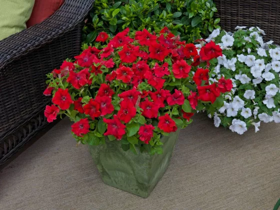 TriTunia™ Red