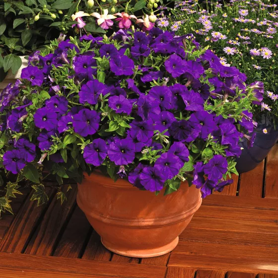 Picobella™ Blue