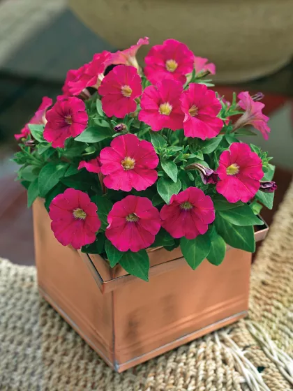 Picobella™ Rose