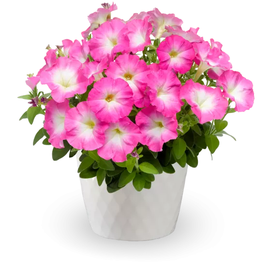 Picobella™ Rose Morn