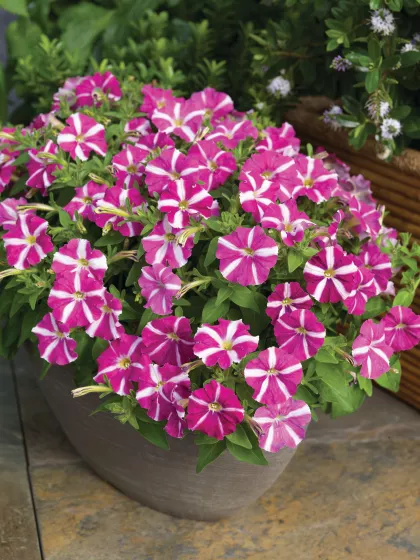 Picobella™ Rose Star
