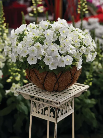 Picobella™ White