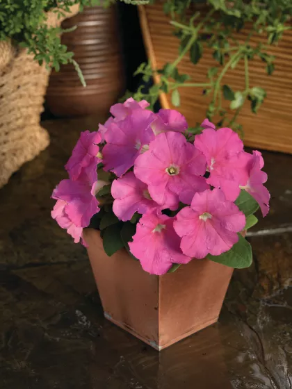 Damask™ Pink