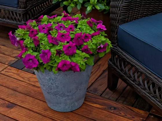 Damask™ Purple
