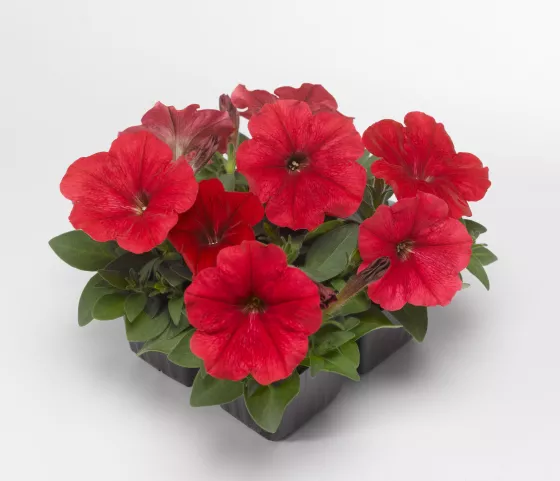 Damask™ Red