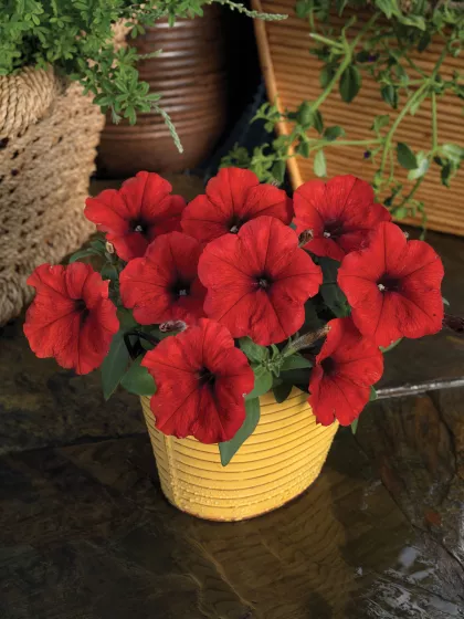 Damask™ Red