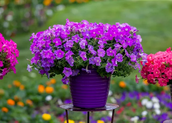 FlashForward™ Lavender