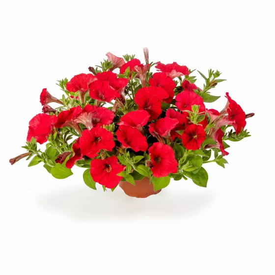 FlashForward™ Red