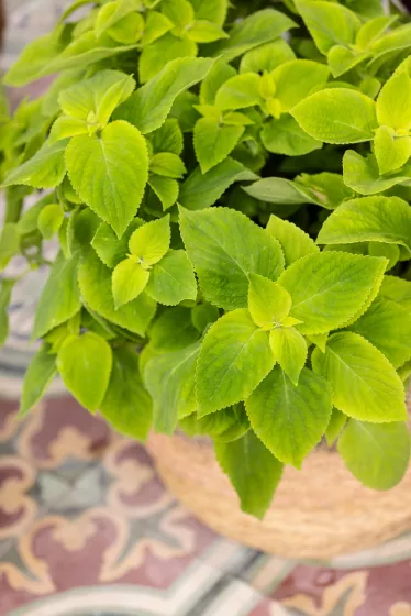 Mezmerize Lime Green