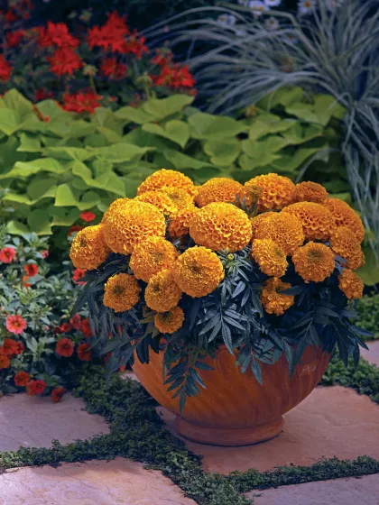 Antigua™ Orange