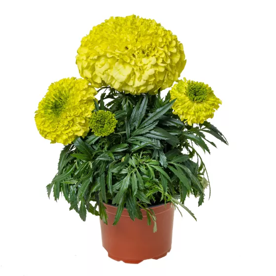 Antigua™ Primrose
