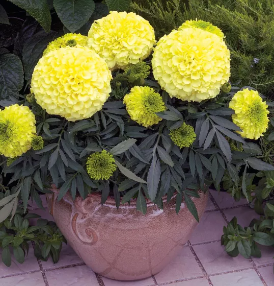 Antigua™ Primrose