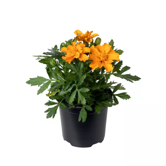 Alumia™ Deep Orange