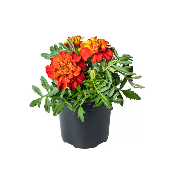 Alumia™ Red