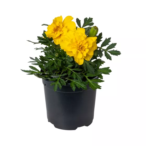 Alumia™ Yellow