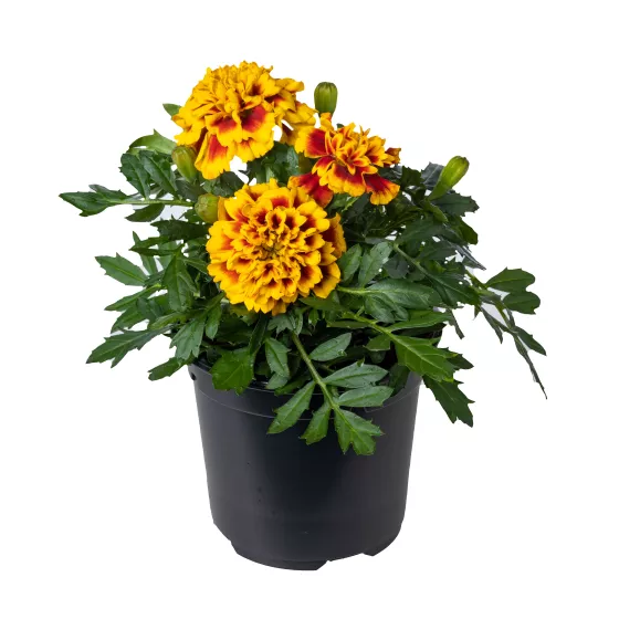 Cresta™ Bee