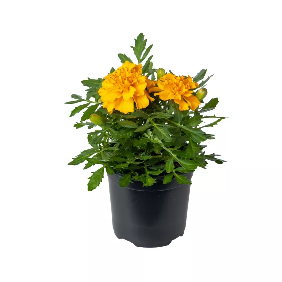 Cresta™ Deep Orange