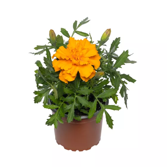Cresta™ Orange