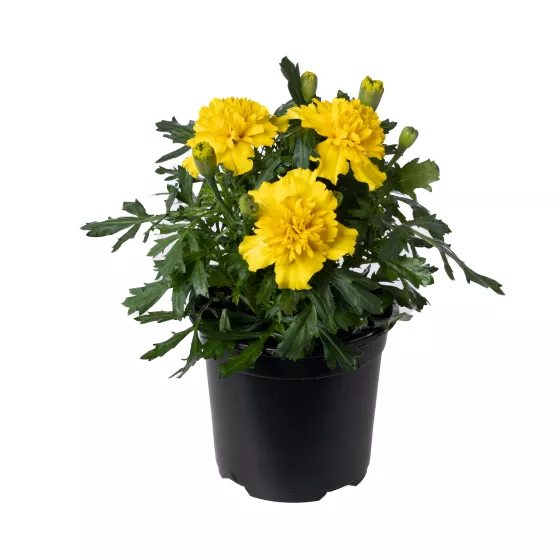 Cresta™ Yellow