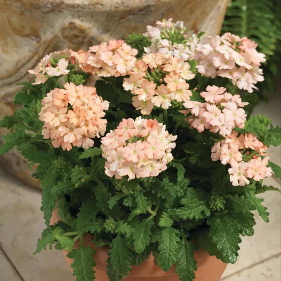 Tuscany® Peach