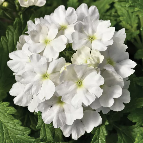 Tuscany® White